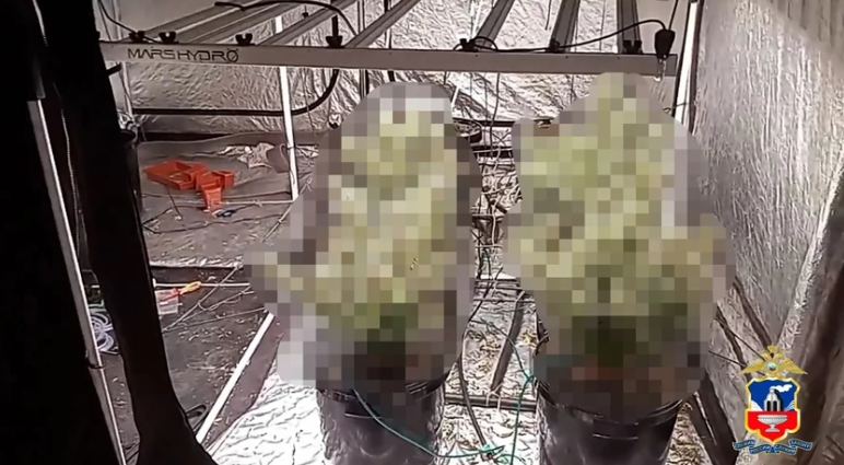 Полгода агрономии и 800 граммов урожая